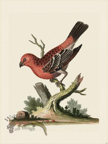 Edwards 123 Greatest Bullfinch